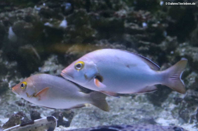 Buckelschnapper Lutjanus gibbus-1