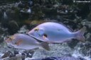 Lutjanus gibbus
