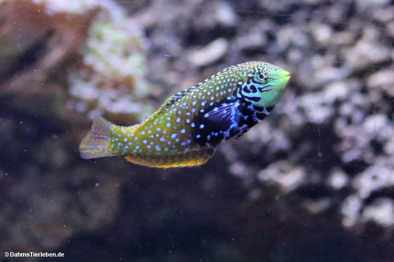 Marmorlippfisch
(Macropharyngodon bipartitus) Macropharyngodon bipartitus