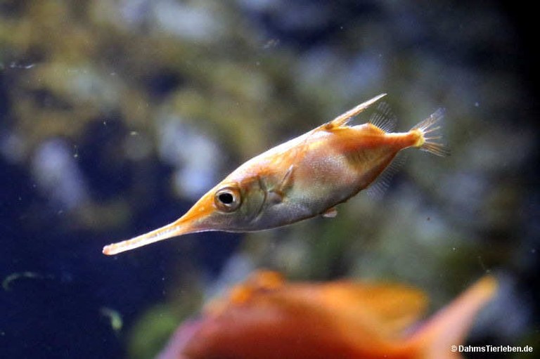 Macroramphosus scolopax
