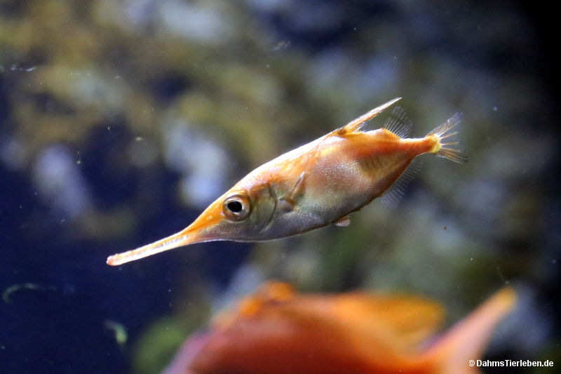 Gewöhnlicher Schnepfenfisch
(Macroramphosus scolopax) Macroramphosus scolopax