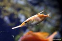 Macroramphosus scolopax