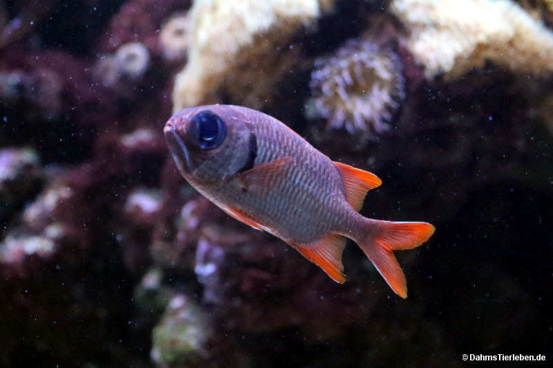 Myripristis murdjan