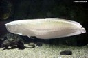 Osteoglossum bicirrhosum