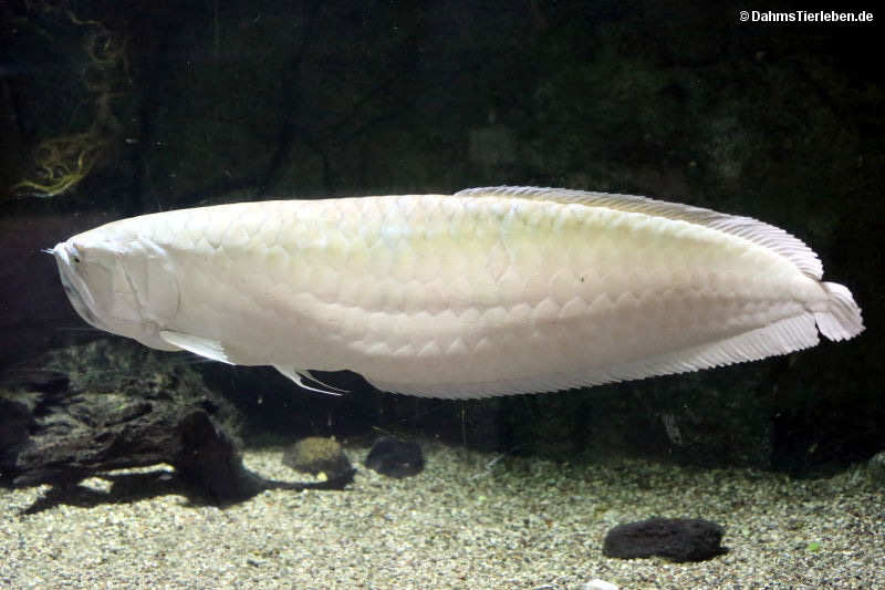 Osteoglossum bicirrhosum