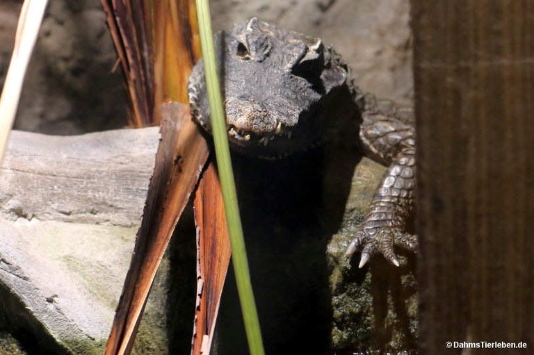 Osteolaemus tetraspis