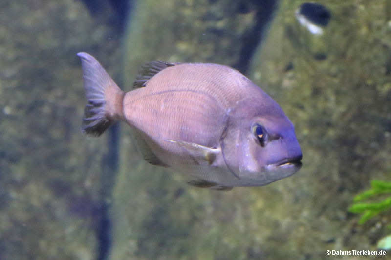 Gemeine Meerbrasse Pagrus pagrus-1