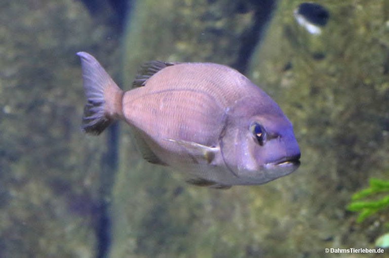 Pagrus pagrus
