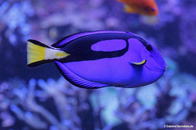 Paracanthurus hepatus