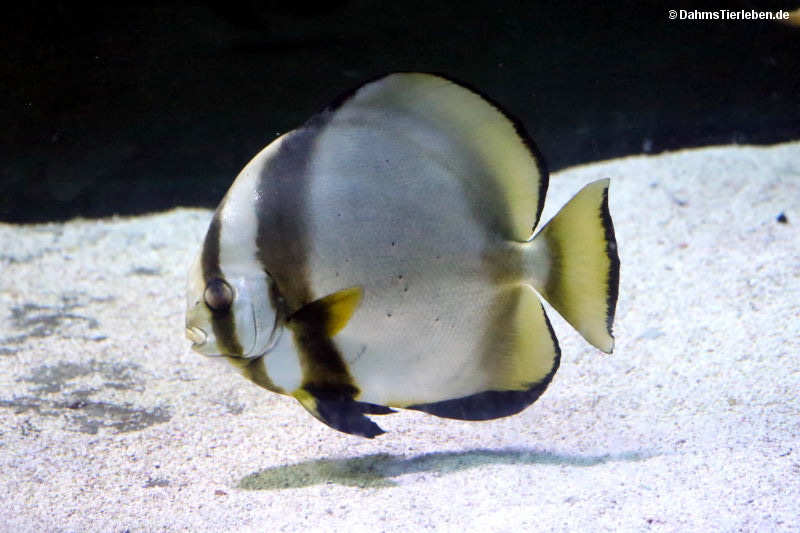 Rundkopf-Fledermausfisch
(Platax orbicularis) Platax orbicularis