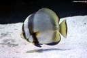 Platax orbicularis