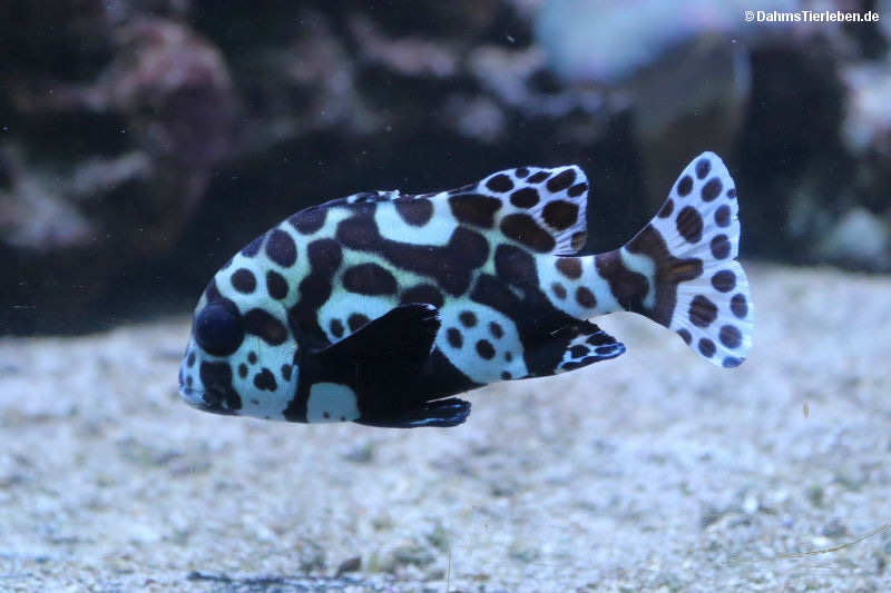 Plectorhinchus chaetodonoides