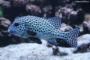 Plectorhinchus chaetodonoides