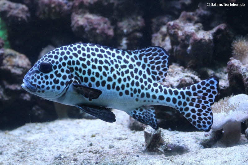 Harlekin-Süßlippe
(Plectorhinchus chaetodonoides) Plectorhinchus chaetodonoides