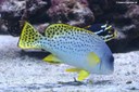 Plectorhinchus gaterinus