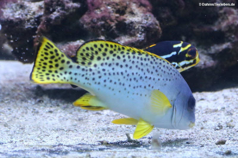 Schwarztupfen-Süßlippe
(Plectorhinchus gaterinus) Plectorhinchus gaterinus