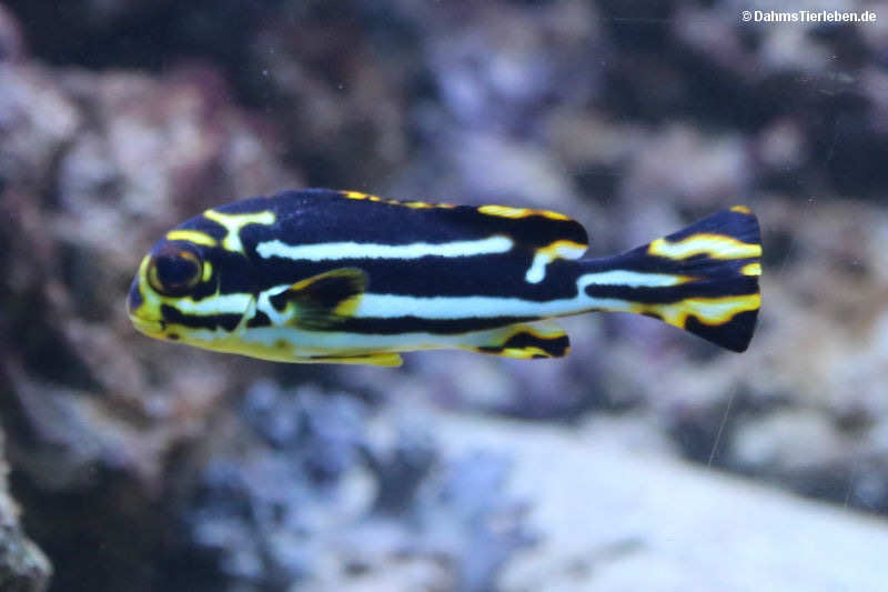 Plectorhinchus vittatus