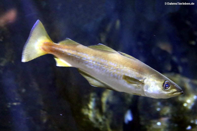 Pollachius pollachius