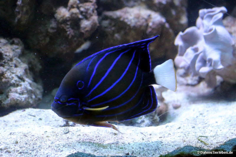 Pomacanthus annularis
