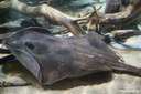 Potamotrygon motoro