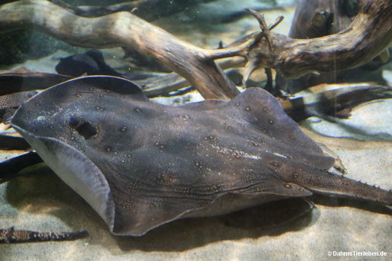 Pfauenaugen-Stechrochen
(Potamotrygon motoro) Potamotrygon motoro