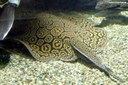 Potamotrygon schroederi