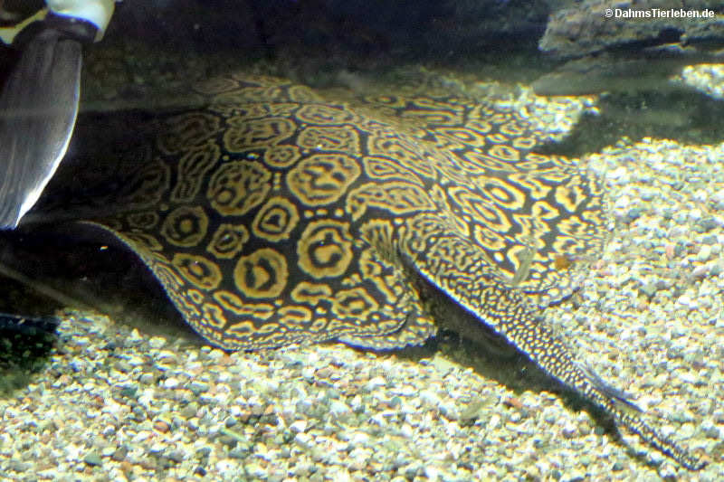 Schröders Stachelrochen
(Potamotrygon schroederi) Potamotrygon schroederi