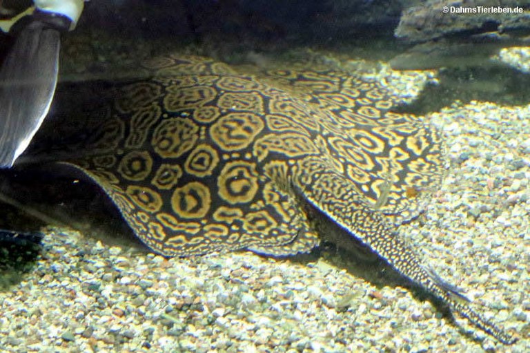 Potamotrygon schroederi