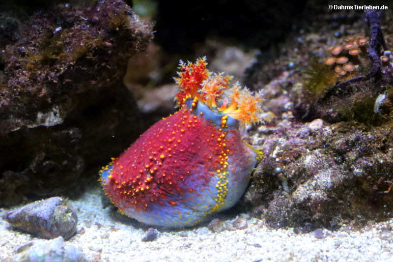 Seeapfel Pseudocolochirus violaceus-2