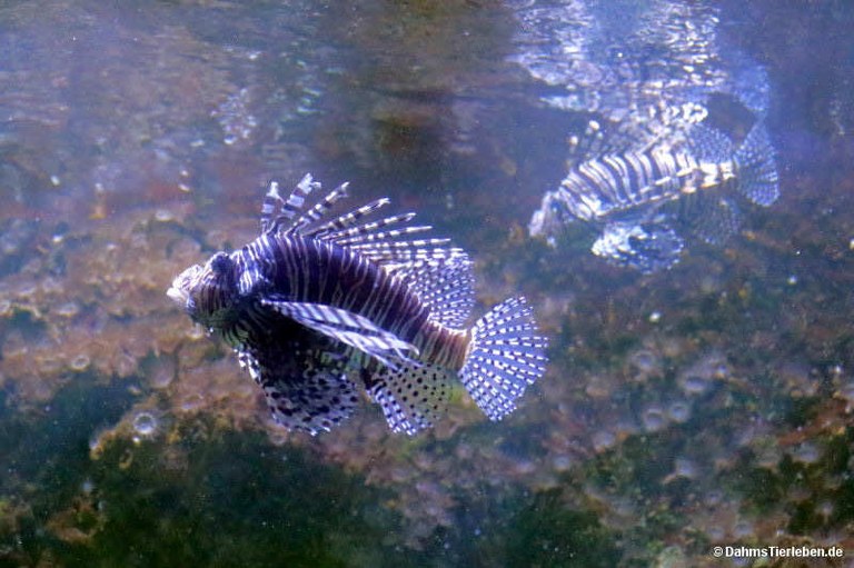 Pterois volitans