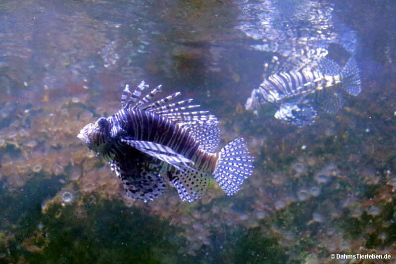Pterois volitans