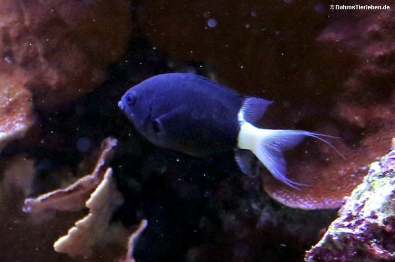 Pycnochromis margaritifer