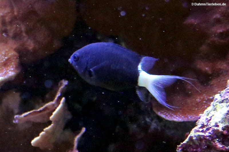 Zweifarben-Riffbarsch
(Pycnochromis margaritifer) Pycnochromis margaritifer