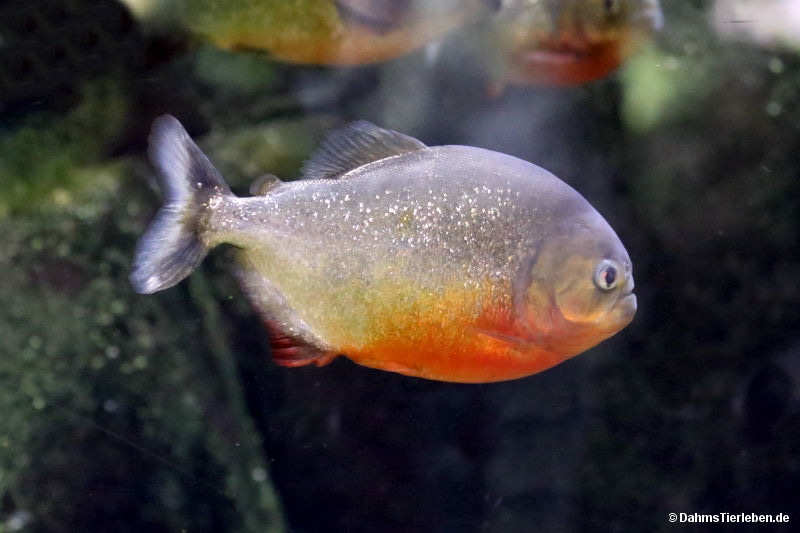 Roter Piranha
(Pygocentrus nattereri) Pygocentrus nattereri