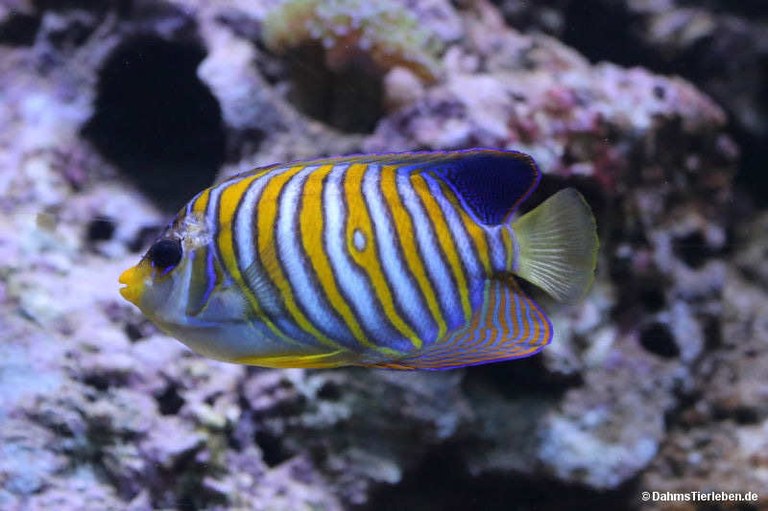Pygoplites diacanthus