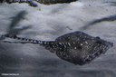 Raja clavata