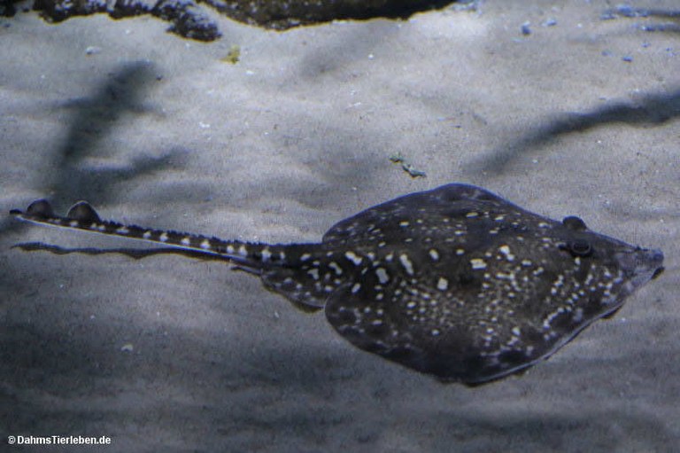 Raja clavata