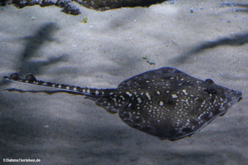 Raja clavata