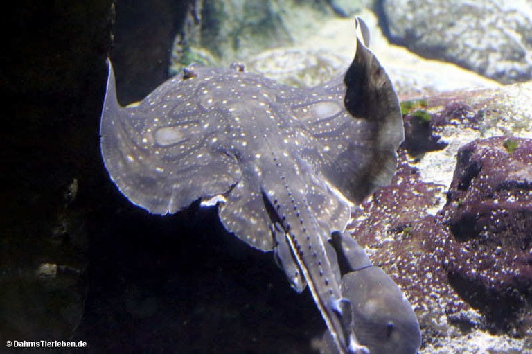 Raja undulata