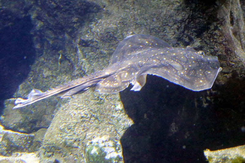 Marmorrochen Raja undulata-3