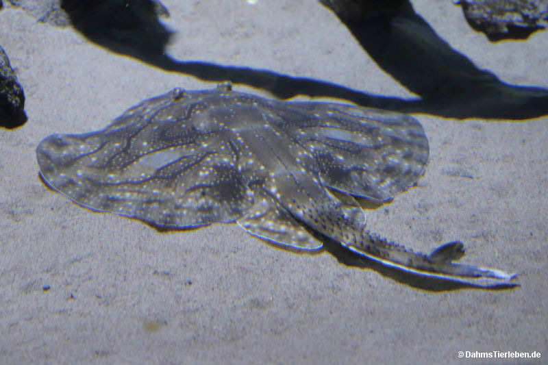 Raja undulata