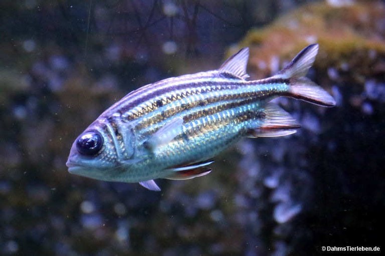 Sargocentron diadema
