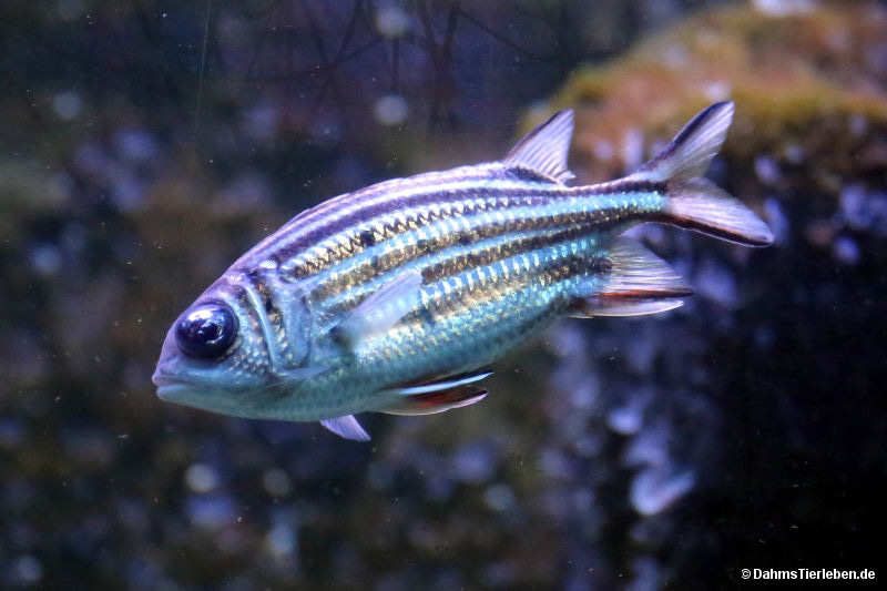 Diademhusarenfisch
(Sargocentron diadema) Sargocentron diadema