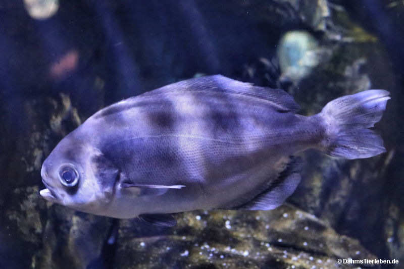 Ovaler Quallenfresser
(Schedophilus ovalis) Schedophilus ovalis
