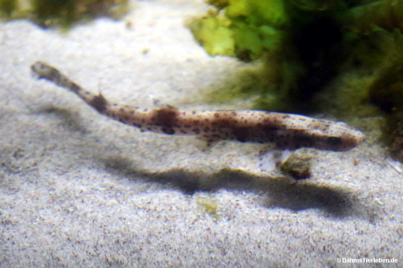 scyliorhinus-stellaris.jpg