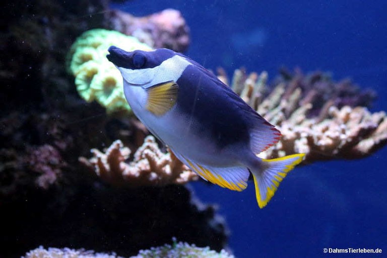 Siganus magnificus
