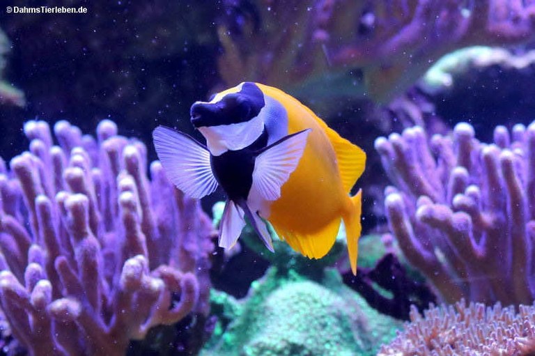 Siganus vulpinus
