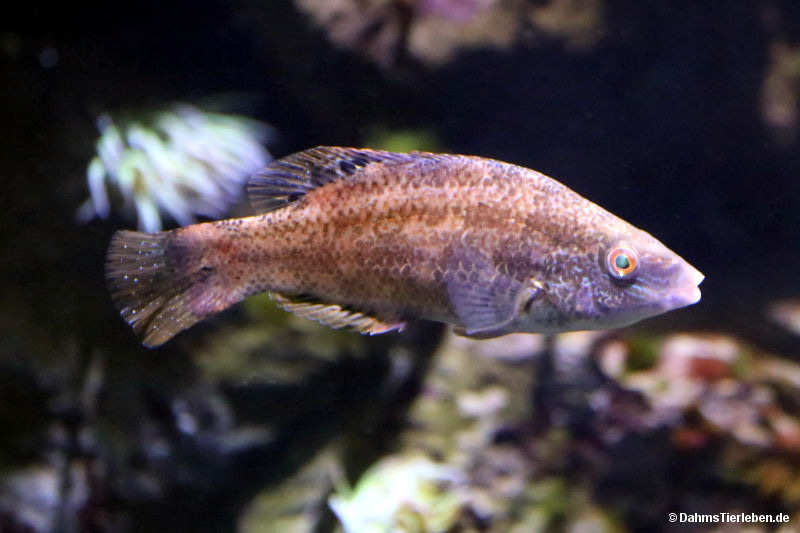 Schuppenwangen-Lippfisch
(Symphodus bailloni) Symphodus bailloni