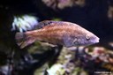 Symphodus bailloni