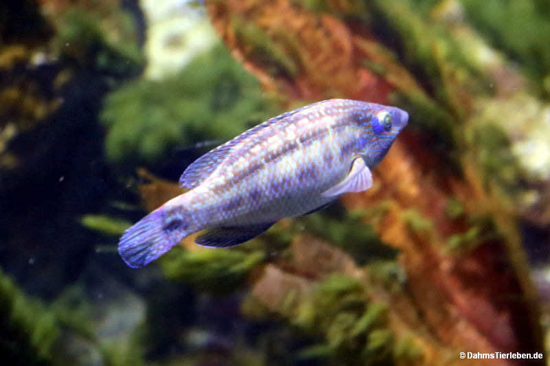 Symphodus melops